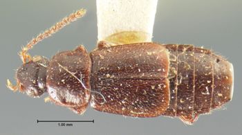 Media type: image;   Entomology 6590 Aspect: habitus dorsal view